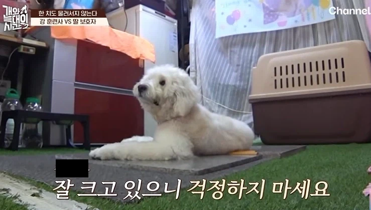 개늑시) 문제없는 개한테 물리는 이유._3.webp