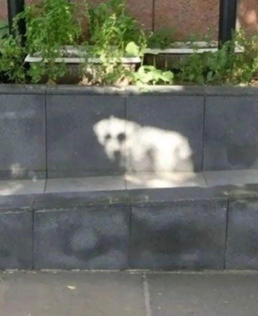 파레이돌리아 현상_18.webp