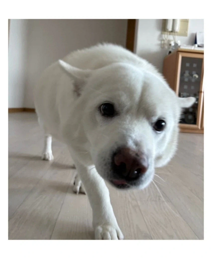 머리가 만져질것을 기대하면 걸어오는_3.webp