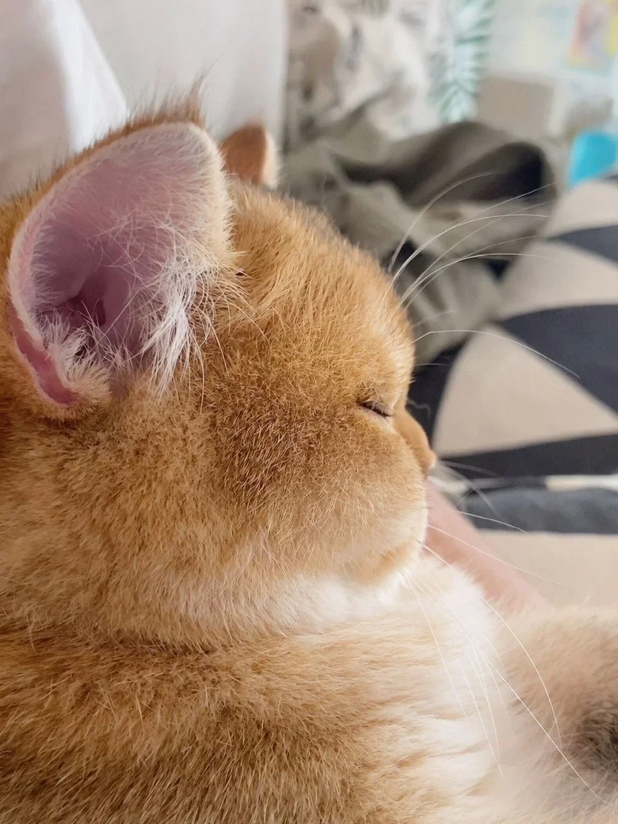 ???: 우리집 닭장에 이상한거 생김.jpg 이미지 4