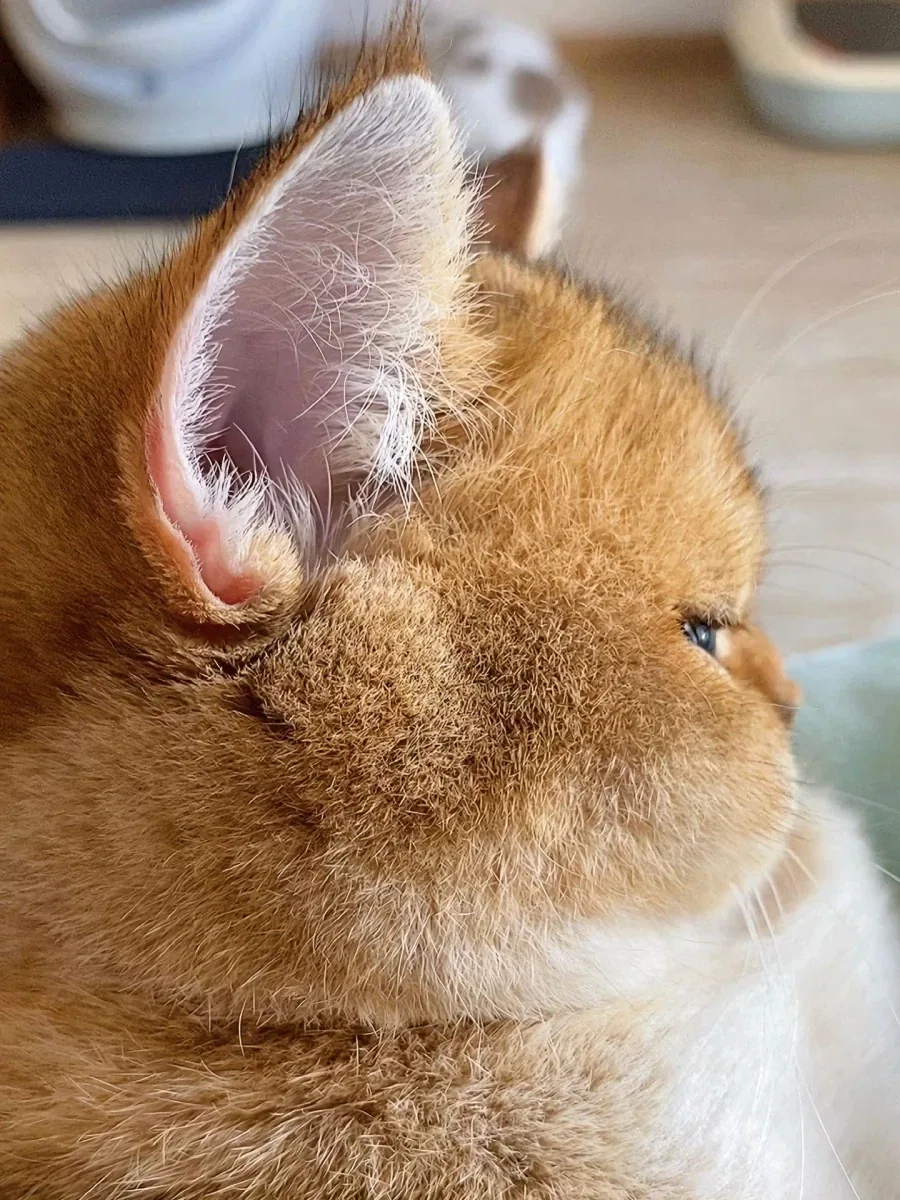 뚠냥이 옆모습..._2.webp