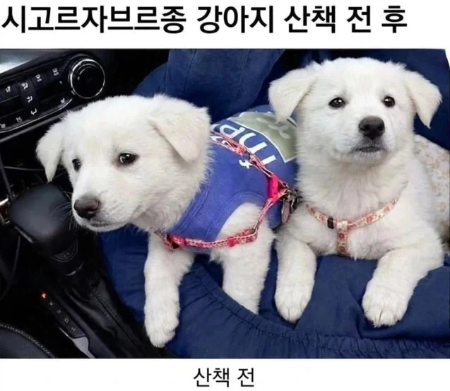 히틀러의 죽음과 독일의 항복 소식을 듣고 슬퍼하는 미군들 이미지 10
