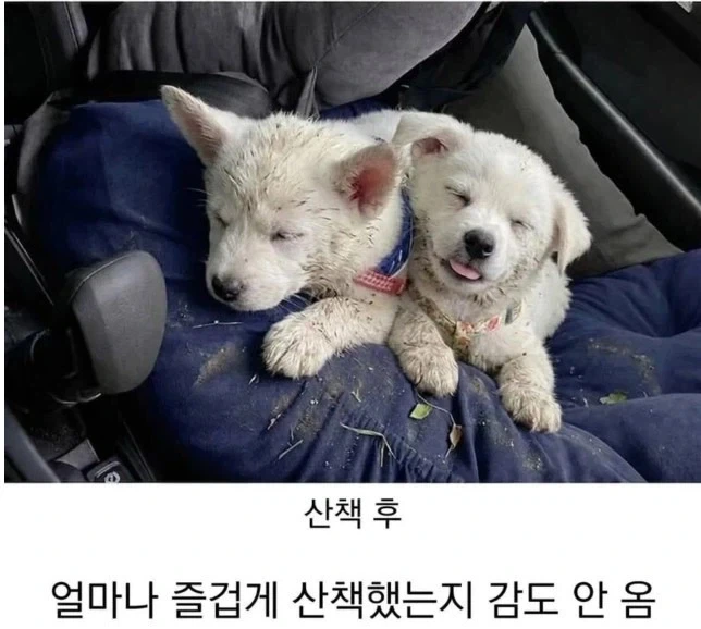 시고르자브르종 강아지 산책 전 후_2.webp