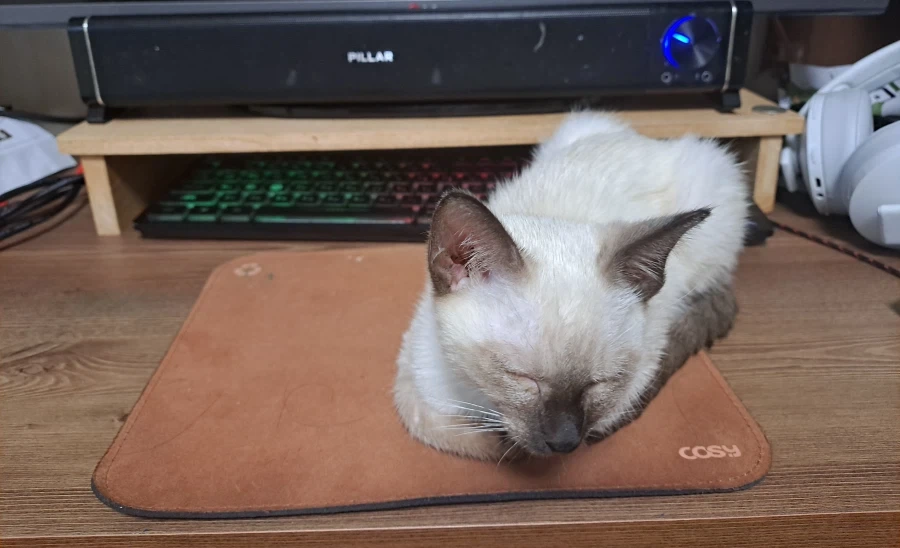너무나도 작고 소중했던 나의 아기 고양이_2.webp