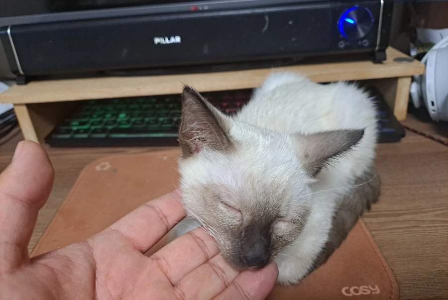 너무나도 작고 소중했던 나의 아기 고양이_3.webp