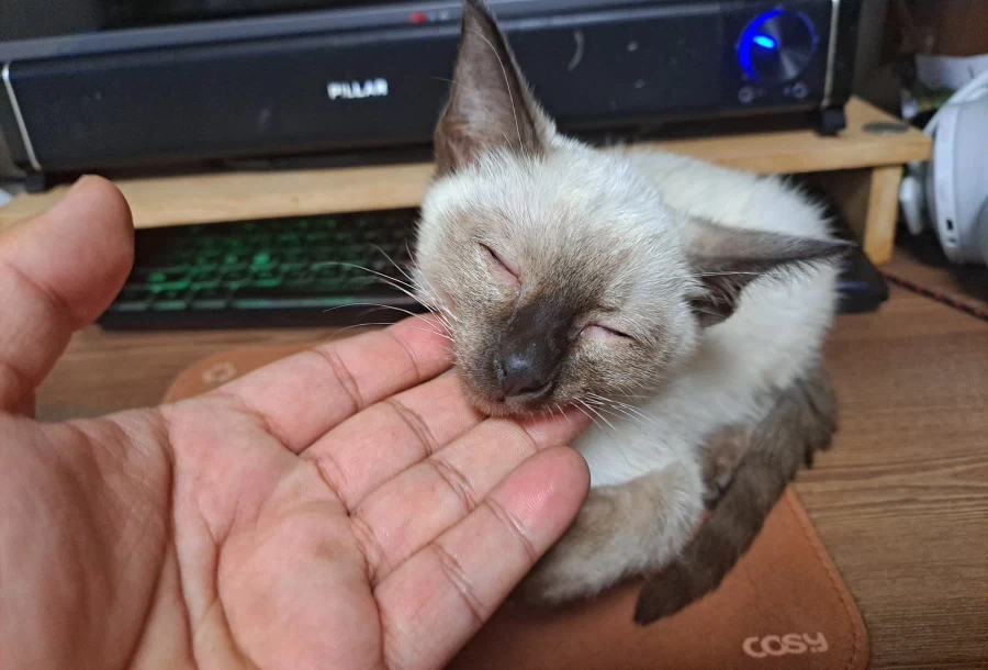 너무나도 작고 소중했던 나의 아기 고양이_4.webp