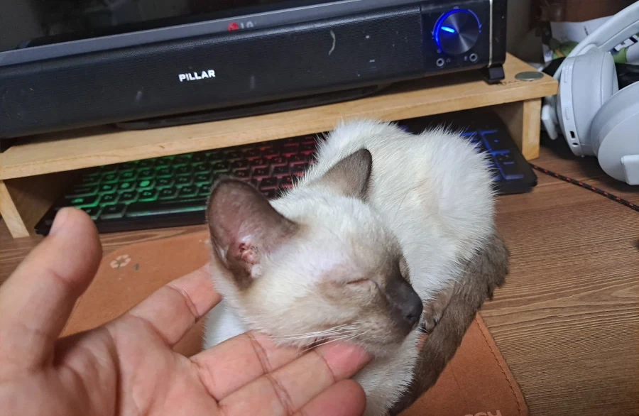 너무나도 작고 소중했던 나의 아기 고양이_5.webp