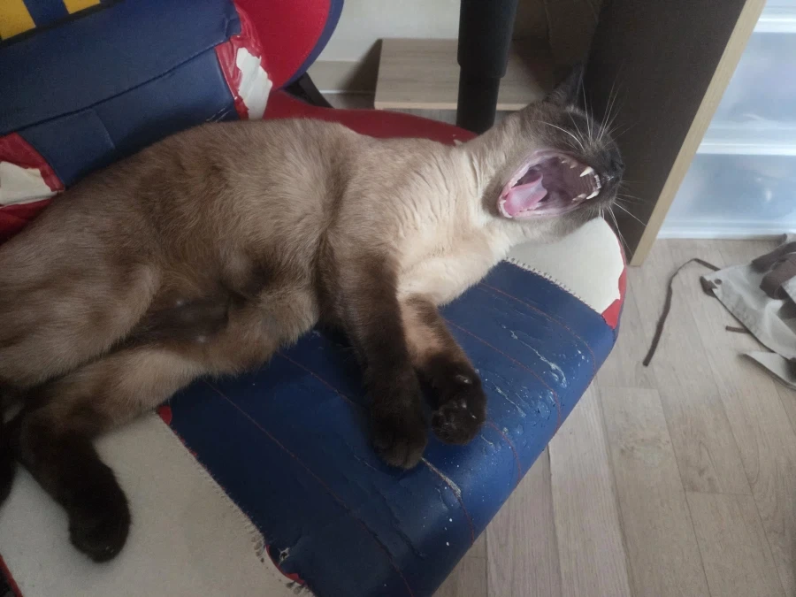 너무나도 작고 소중했던 나의 아기 고양이_7.webp