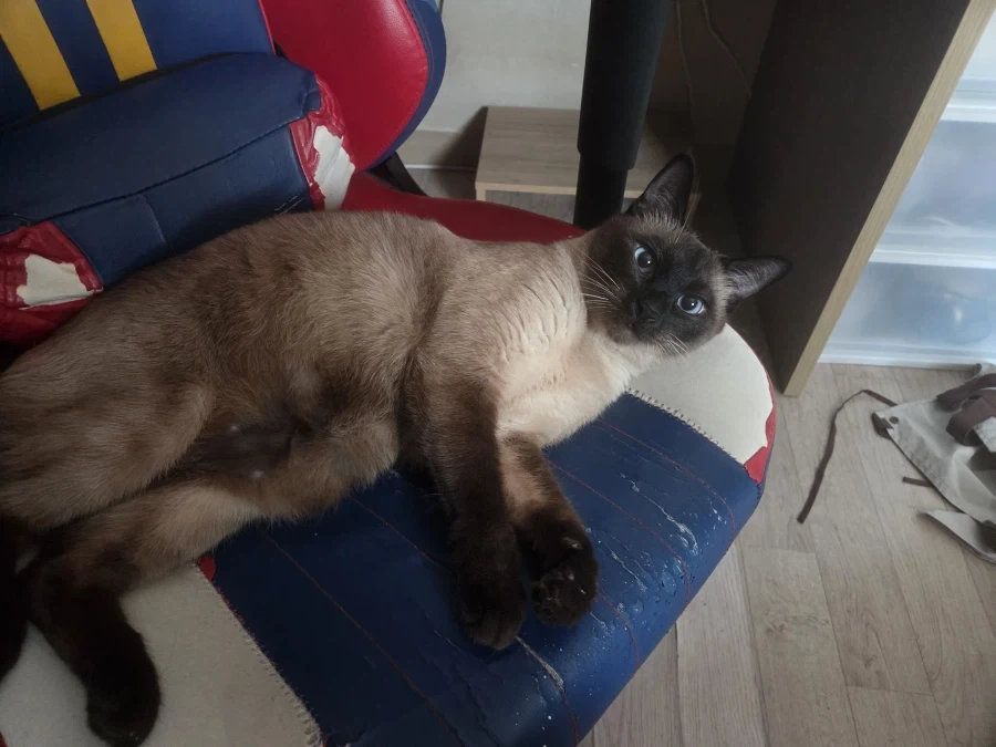 너무나도 작고 소중했던 나의 아기 고양이_8.webp