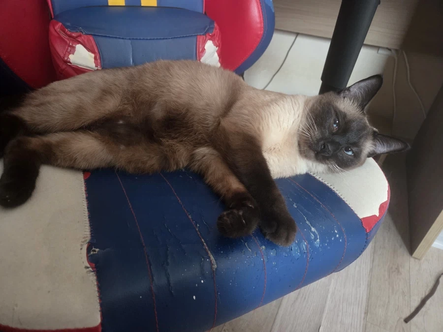 너무나도 작고 소중했던 나의 아기 고양이_9.webp