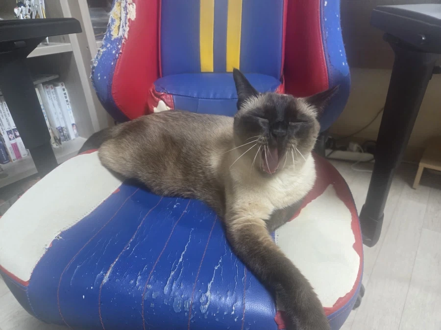 너무나도 작고 소중했던 나의 아기 고양이_10.webp