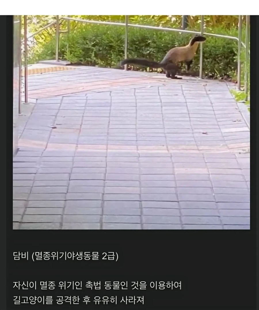 대구에 나타난 길냥이 헌터_2.webp