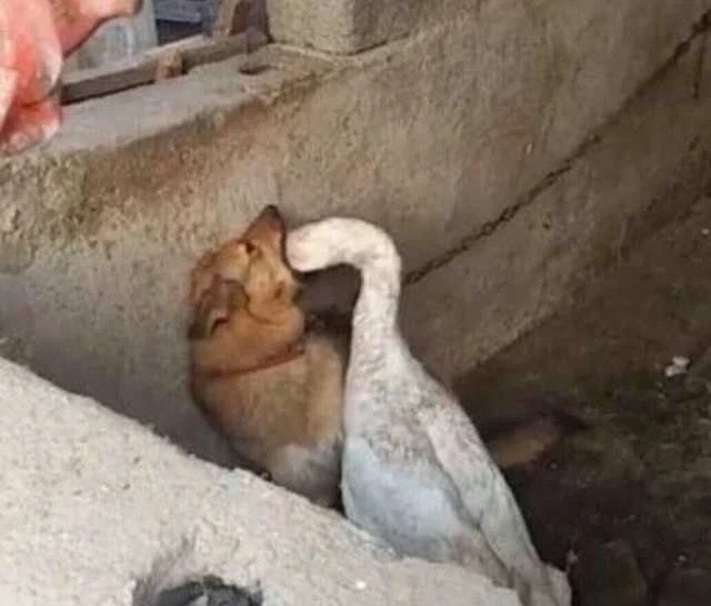 이런 짤이 외 존재하는 거임_2.webp