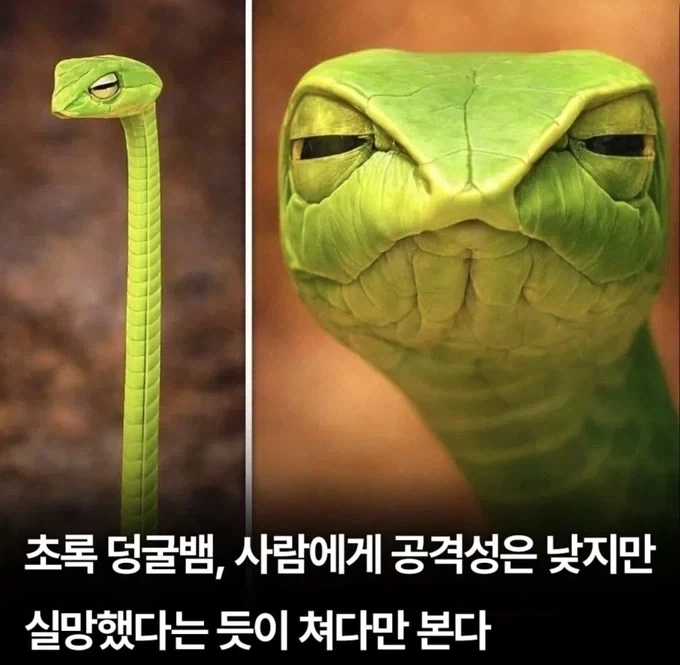벽을 느껴버린 편돌이 대표 이미지