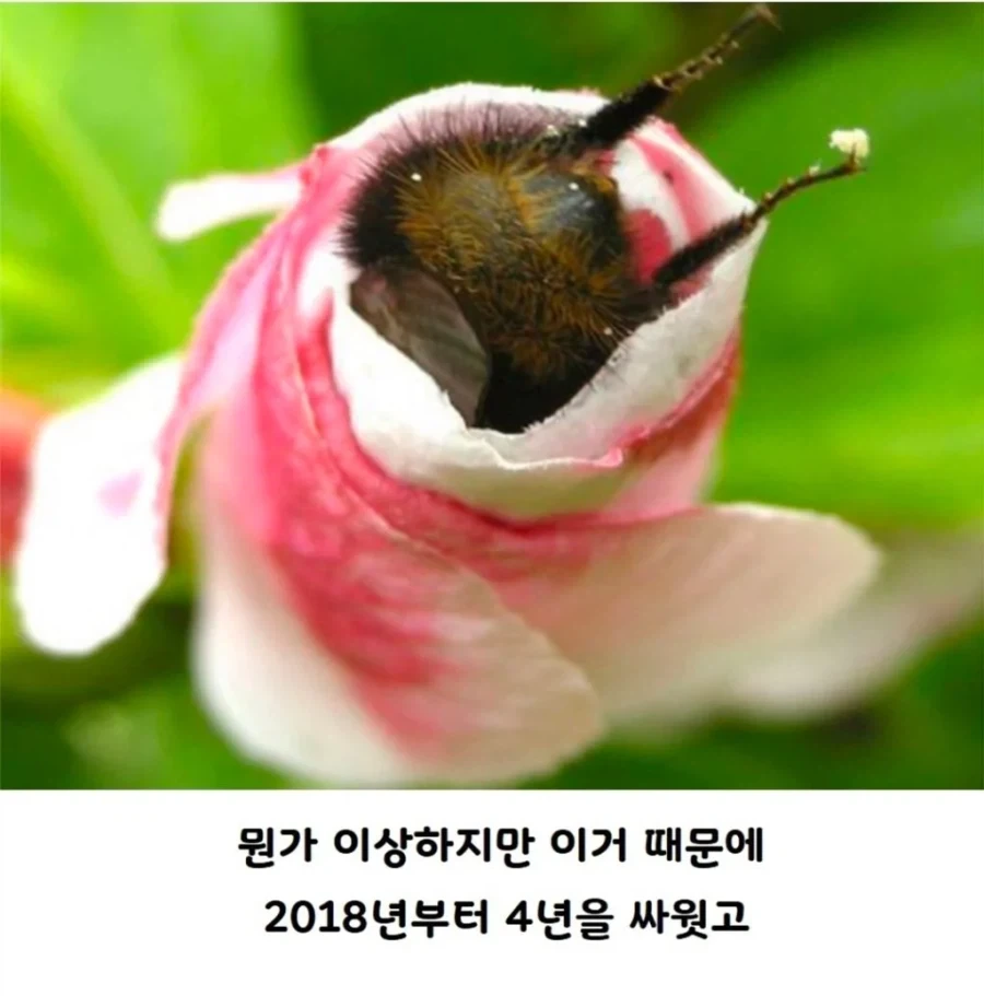 미국서 물고기로 취급되는 호박벌_2.webp