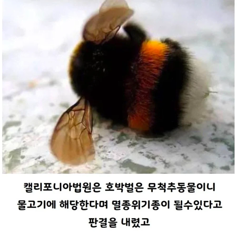 미국서 물고기로 취급되는 호박벌_3.webp