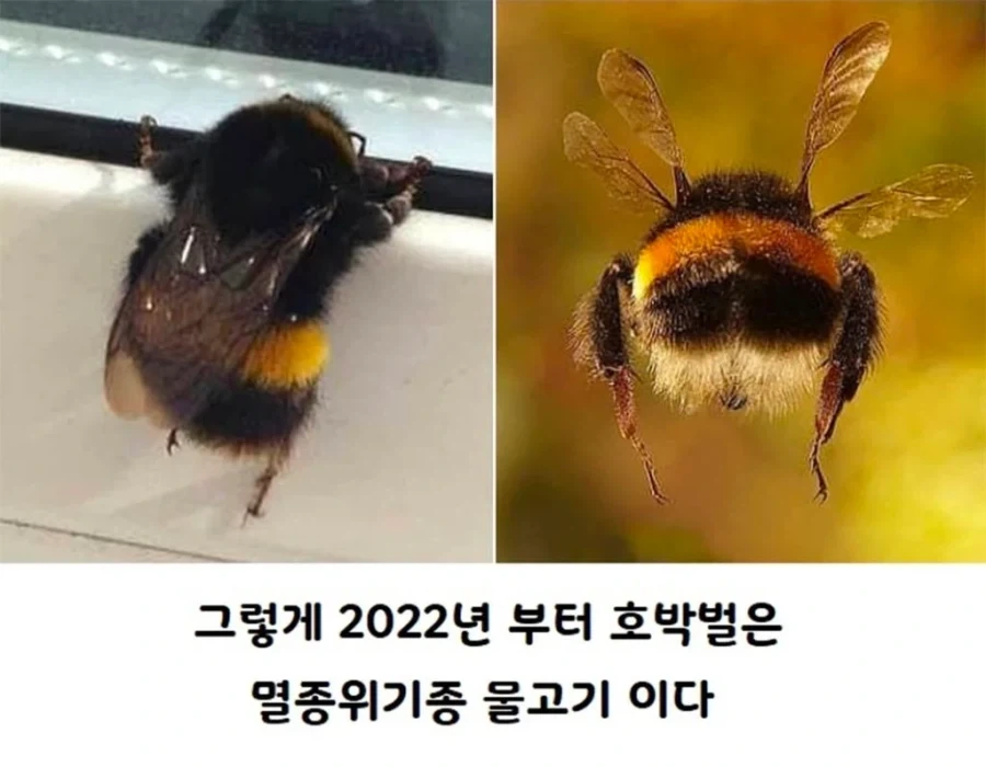 미국서 물고기로 취급되는 호박벌_4.webp