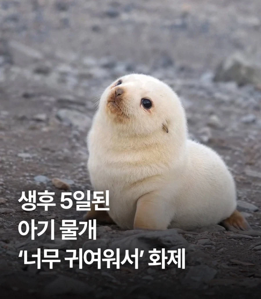 ㅈㄴ 수상한 꿀벌들 이미지 4