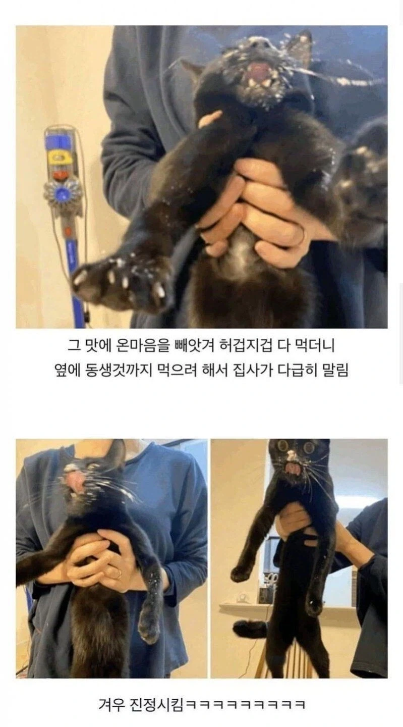 냥생 처음으로 고양이용 케이크를 먹어본 고양이.jpg_3.webp