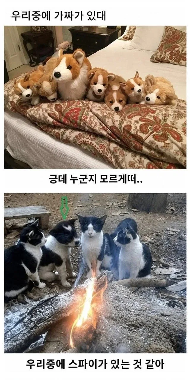 군용 트럭을 충동 구매한 유부남의 최후 대표 이미지
