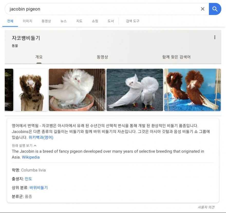 소년 만화 클리셰 짤에 쓰인 쌍둥이 새의 정체 - 이미지 2