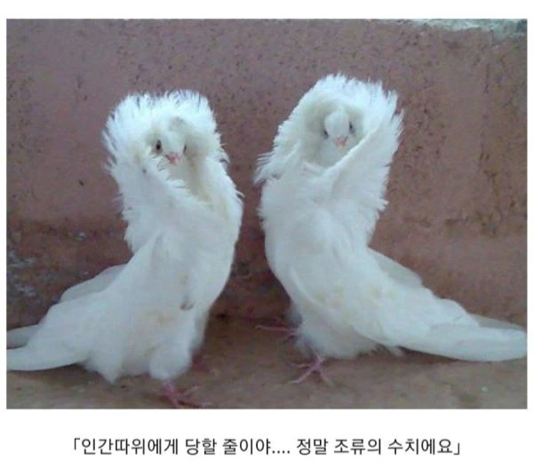 일본 만화의 흔한 클리셰들.jpg - 이미지 6