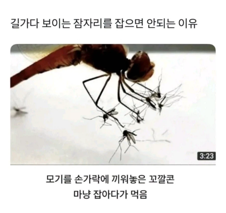 잠자리를 절대 잡지마