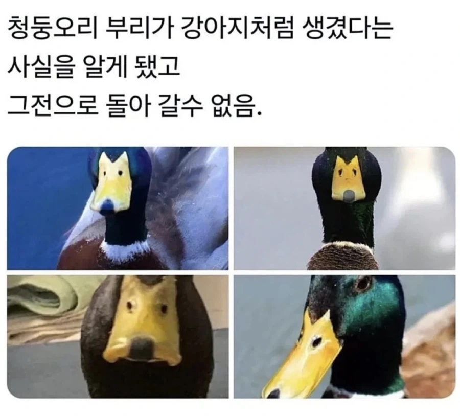 한 번 알면 못 돌아가는 오리에 대한 사실