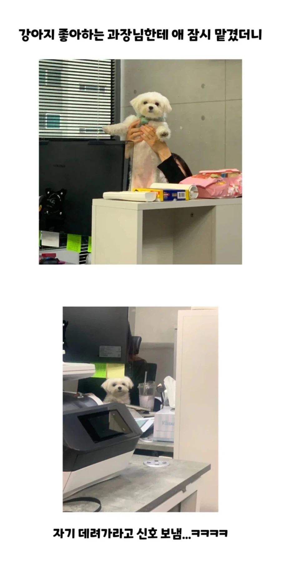 과장님에게 팔려간 강아지의 최후.jpg