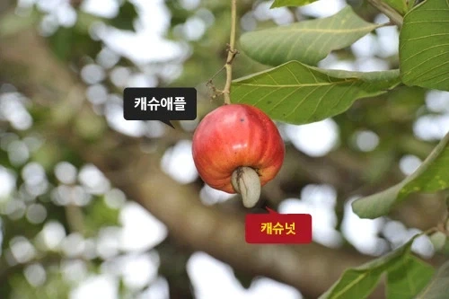 캐슈넛 특징.jpg