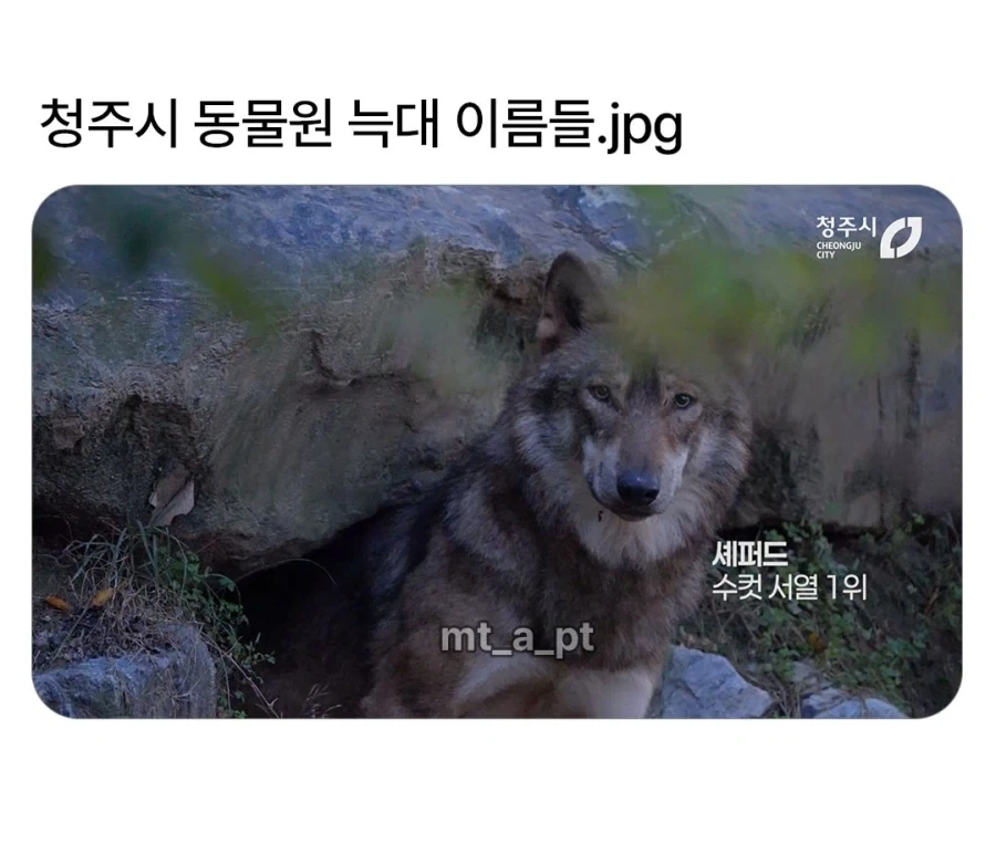 청주시 동물원 늑대들 이름...