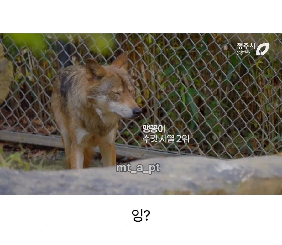 청주시 동물원 늑대들 이름... - 이미지 2