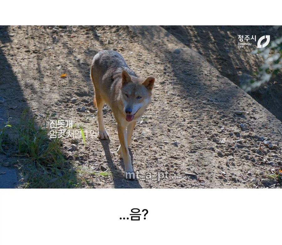 청주시 동물원 늑대들 이름... - 이미지 3