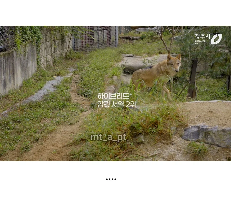 청주시 동물원 늑대들 이름... - 이미지 4