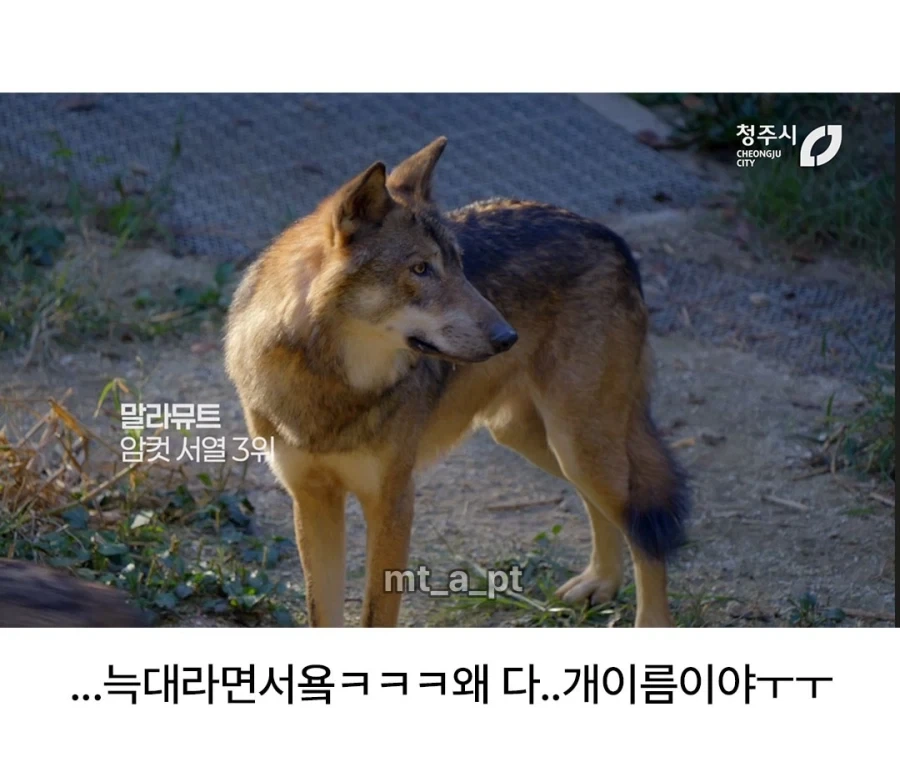 청주시 동물원 늑대들 이름... - 이미지 5