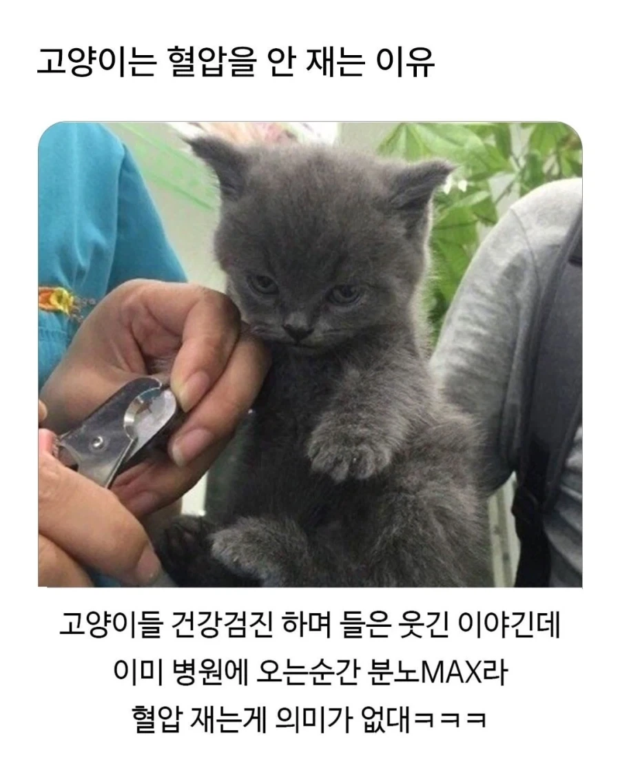 고양이는 혈압 안 재는 이유