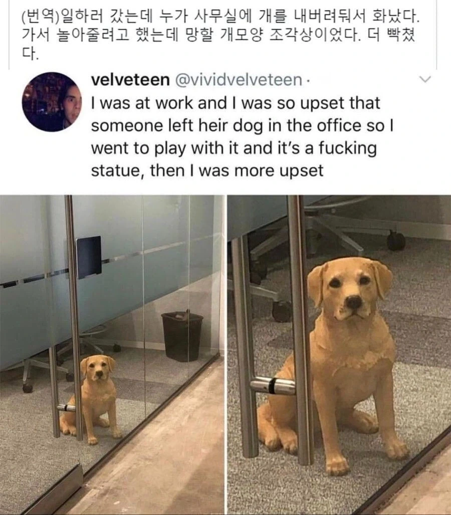 사무실에 개를 방치했다고 화난 사람.jpg