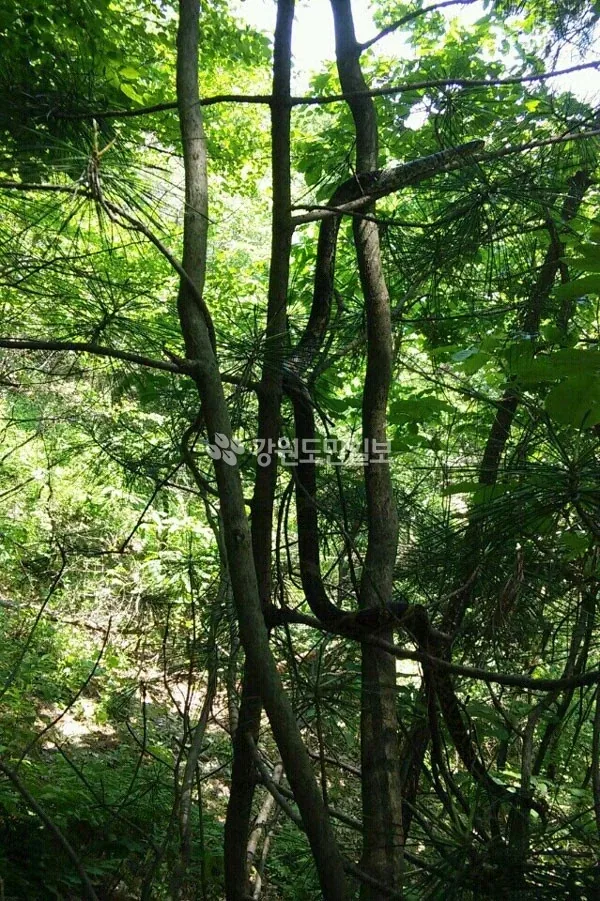 한때 화재였던 태백산 대형 구렁이 - 이미지 3