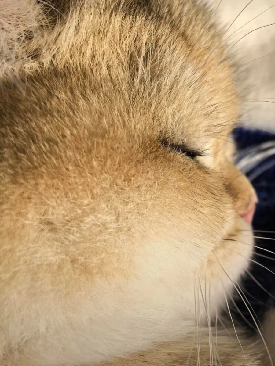고양이 속눈썹...