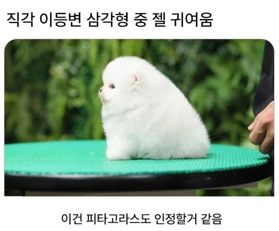 세상에서 가장 귀여운 직각 이등변 삼각형