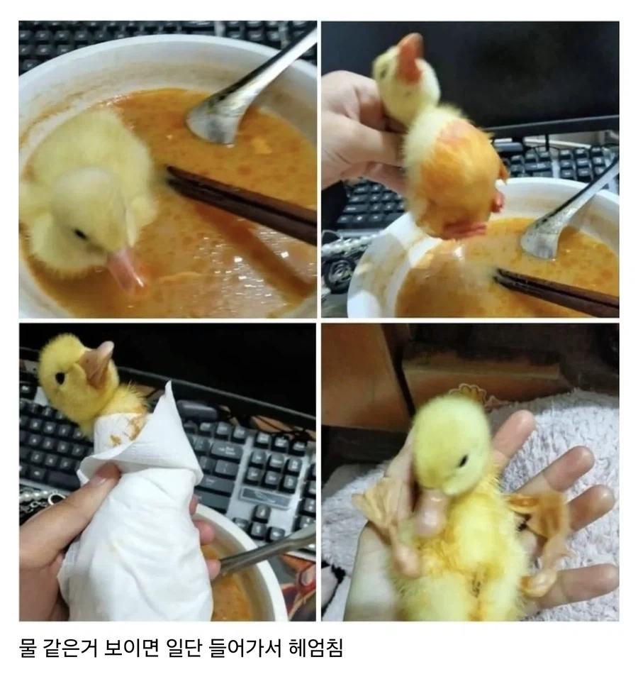 오리 키울 때 조심해야 하는 점.jpg
