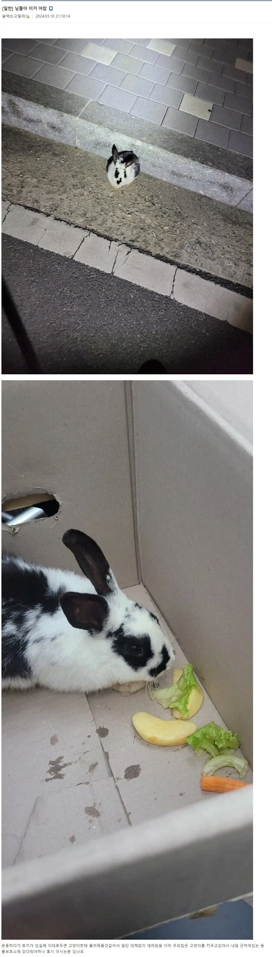 운동하다 토끼 주운 디시인.jpg
