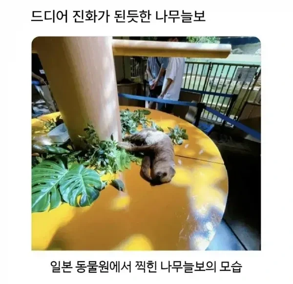 진화한 나무늘보