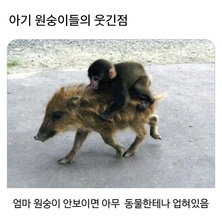 아기 원숭이들의 특징