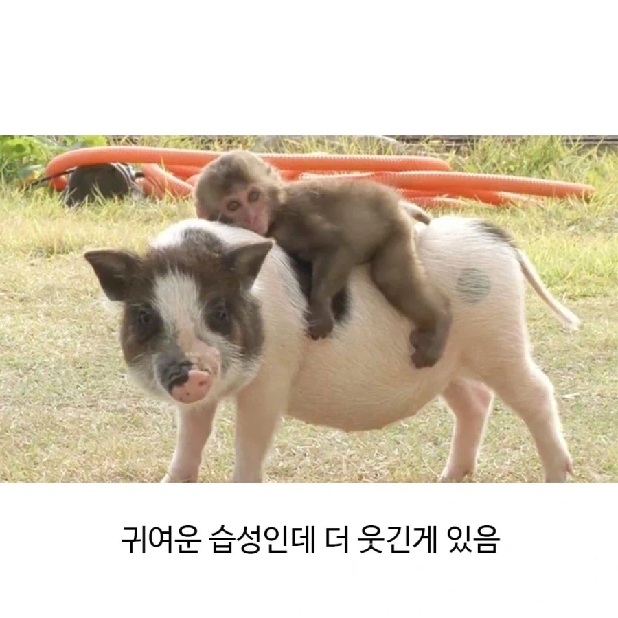 아기 원숭이들의 특징 - 이미지 2