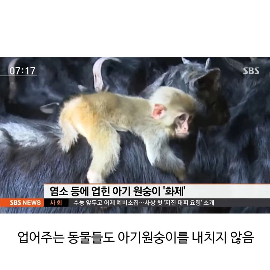 아기 원숭이들의 특징 - 이미지 3