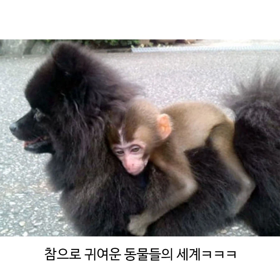 아기 원숭이들의 특징 - 이미지 4