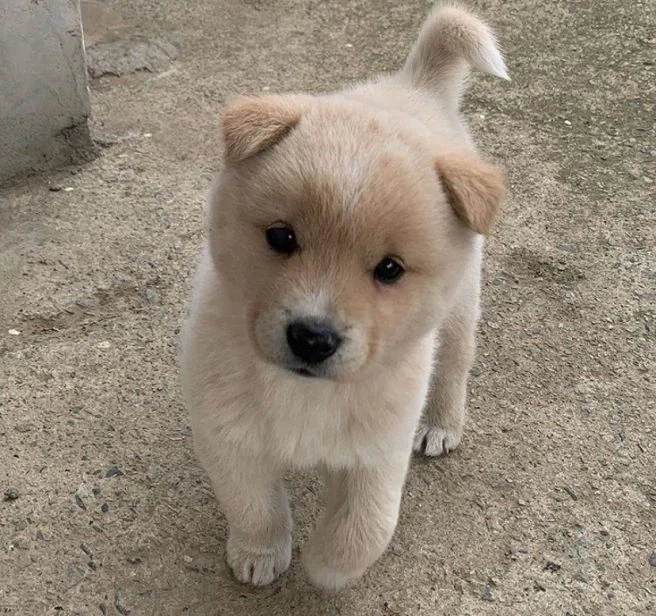 솔찍히 강아지 외모 1티어라고 생각하는 견종
