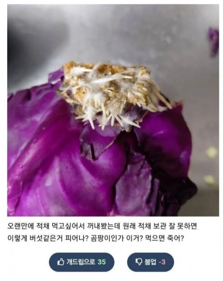 곰팡이 난 음식 곰팡이 부위만 잘라내면 괜찮죠? - 이미지 2