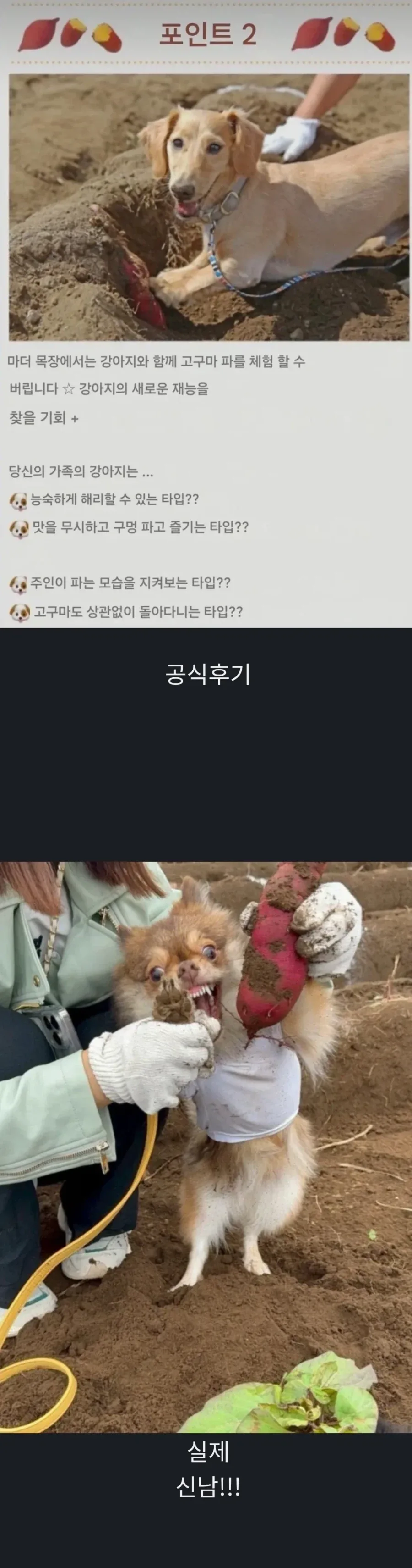 일본에서 애완견이랑 고구마 캘 수있는 농장 후기.